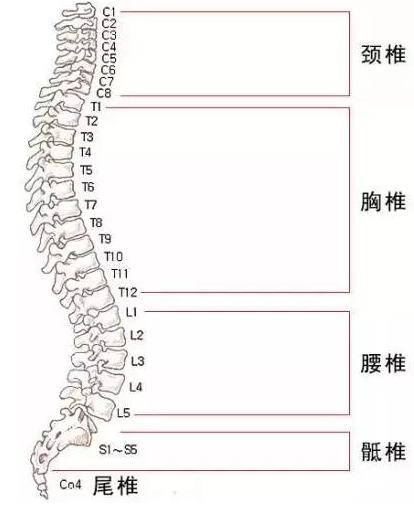 滚背法