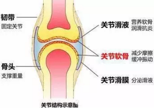 关节软骨