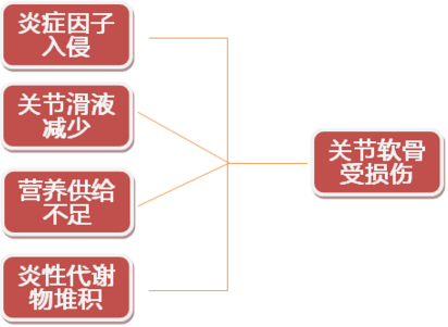 关节软骨