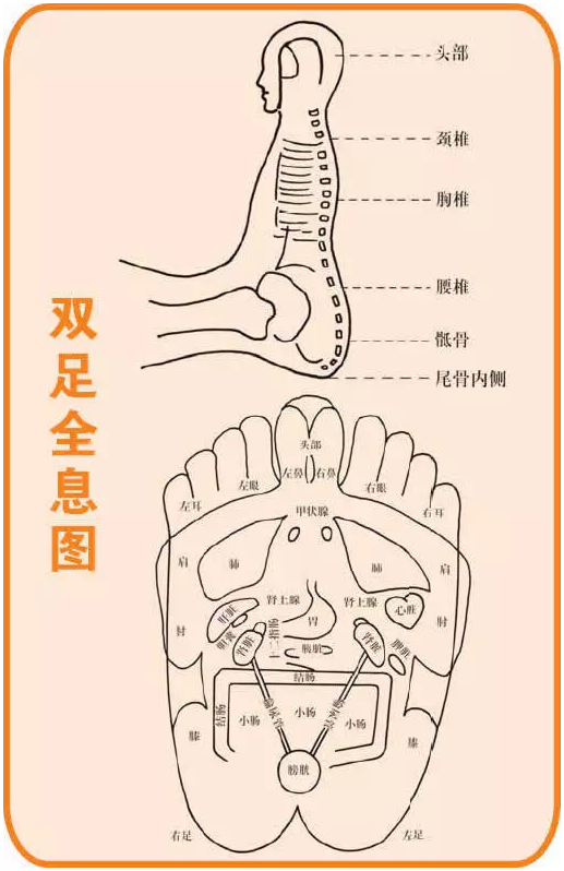 中医全息图