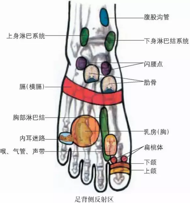 中医全息图