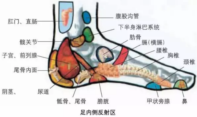 中医全息图