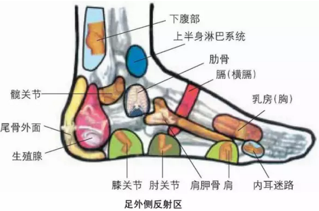 中医全息图