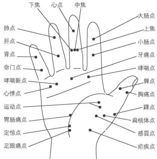 中医全息图