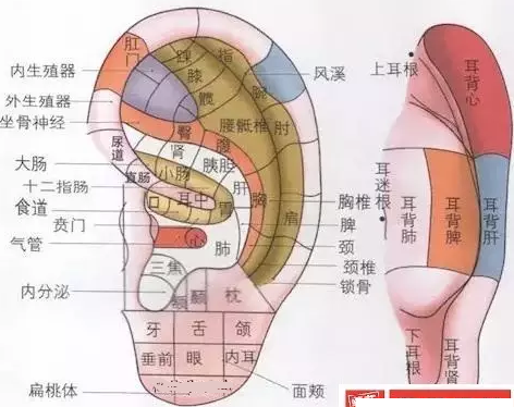 艾灸灸双耳